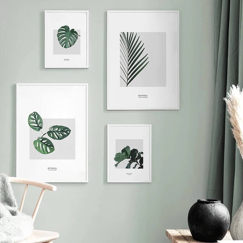 Monstera