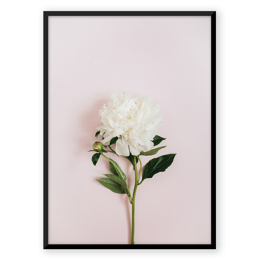 Nordic Pastel