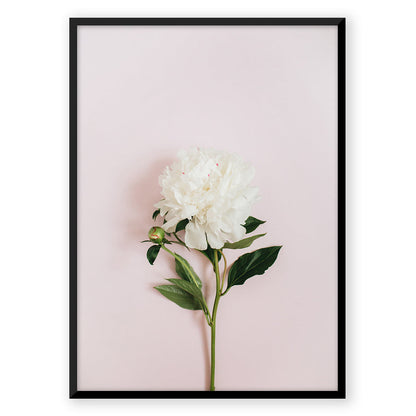 Nordic Pastel