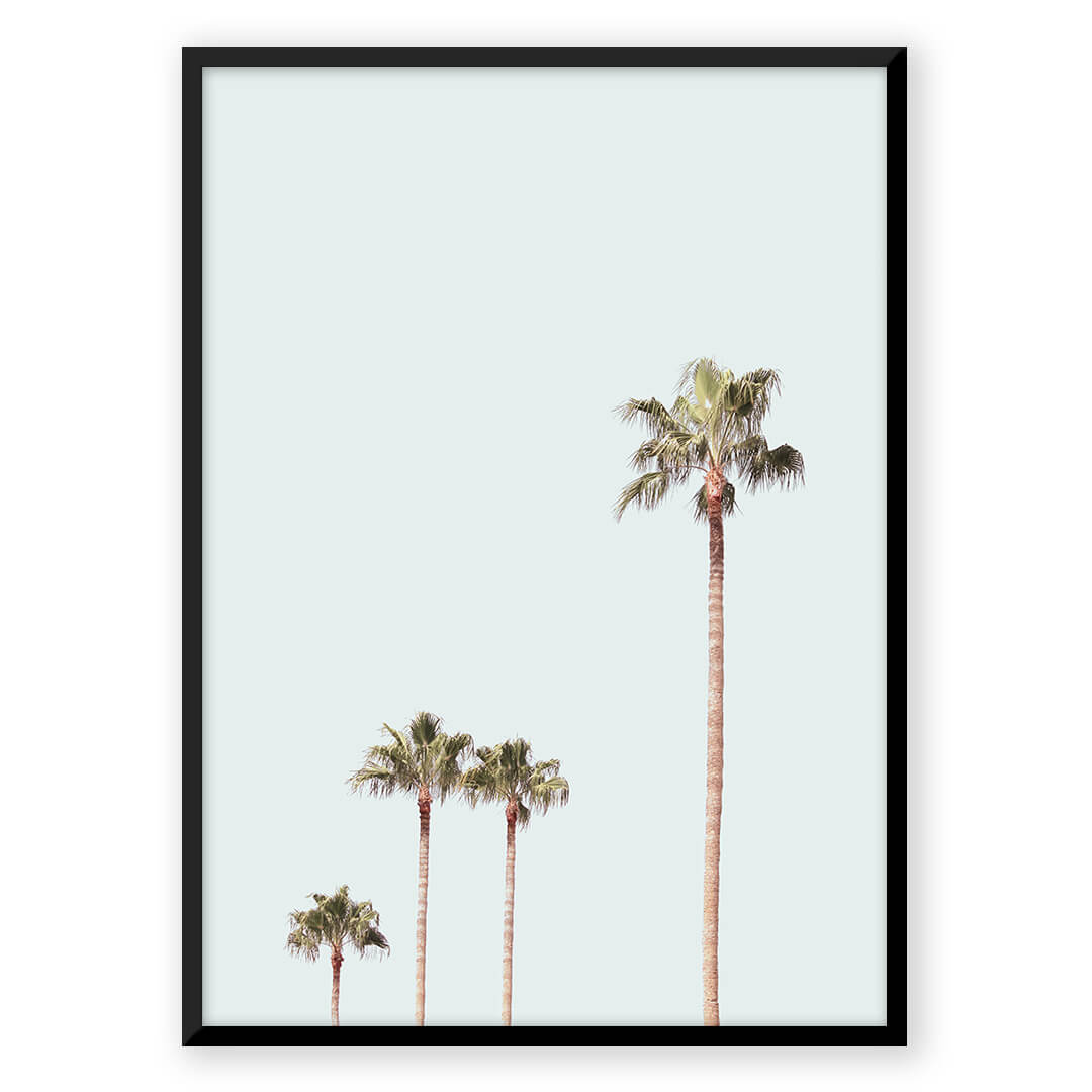 Queen Palm