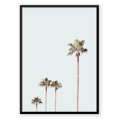 Queen Palm