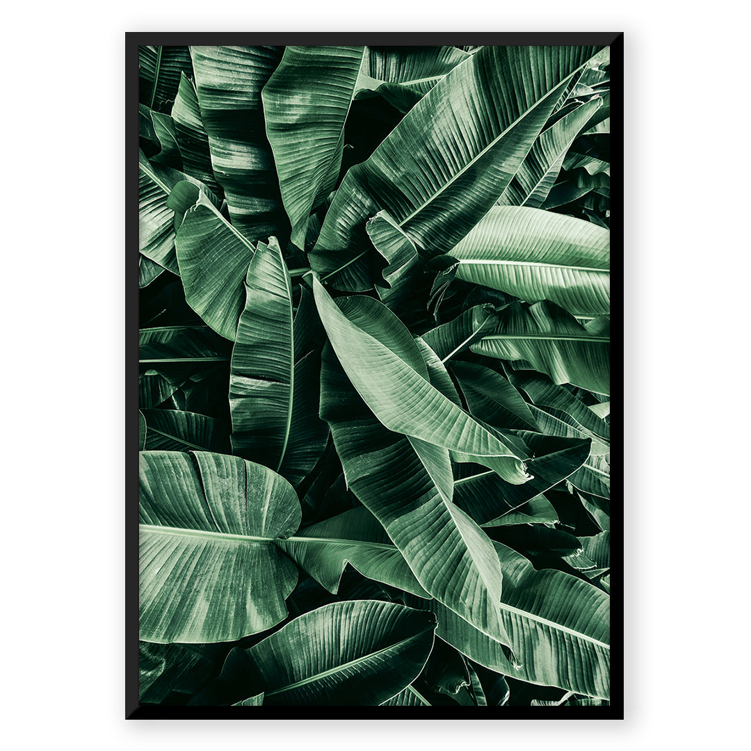 Tropic Jungle