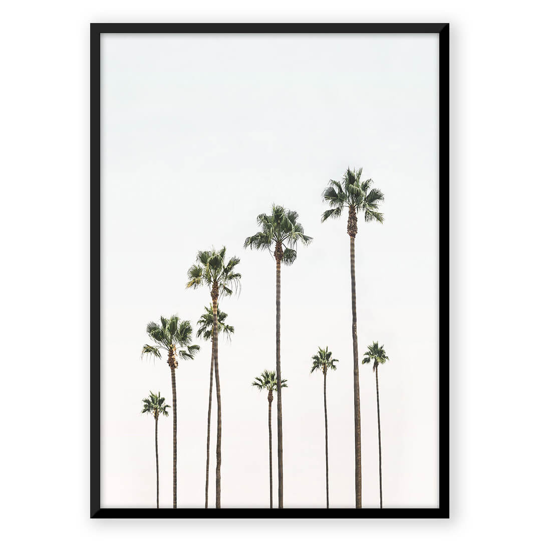 Palm Trees