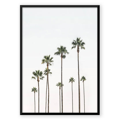 Palm Trees