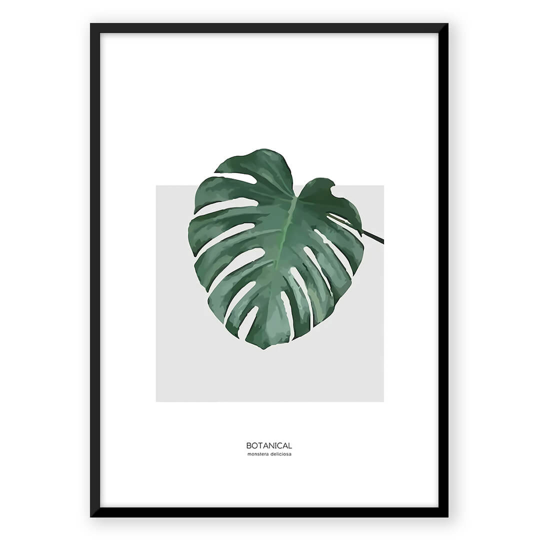 Monstera