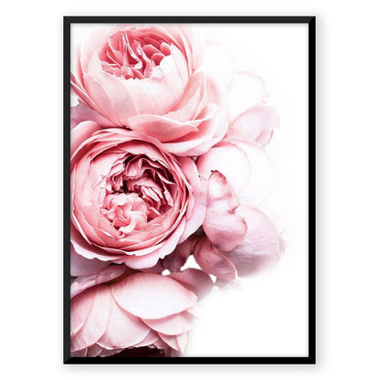 Rose Peony