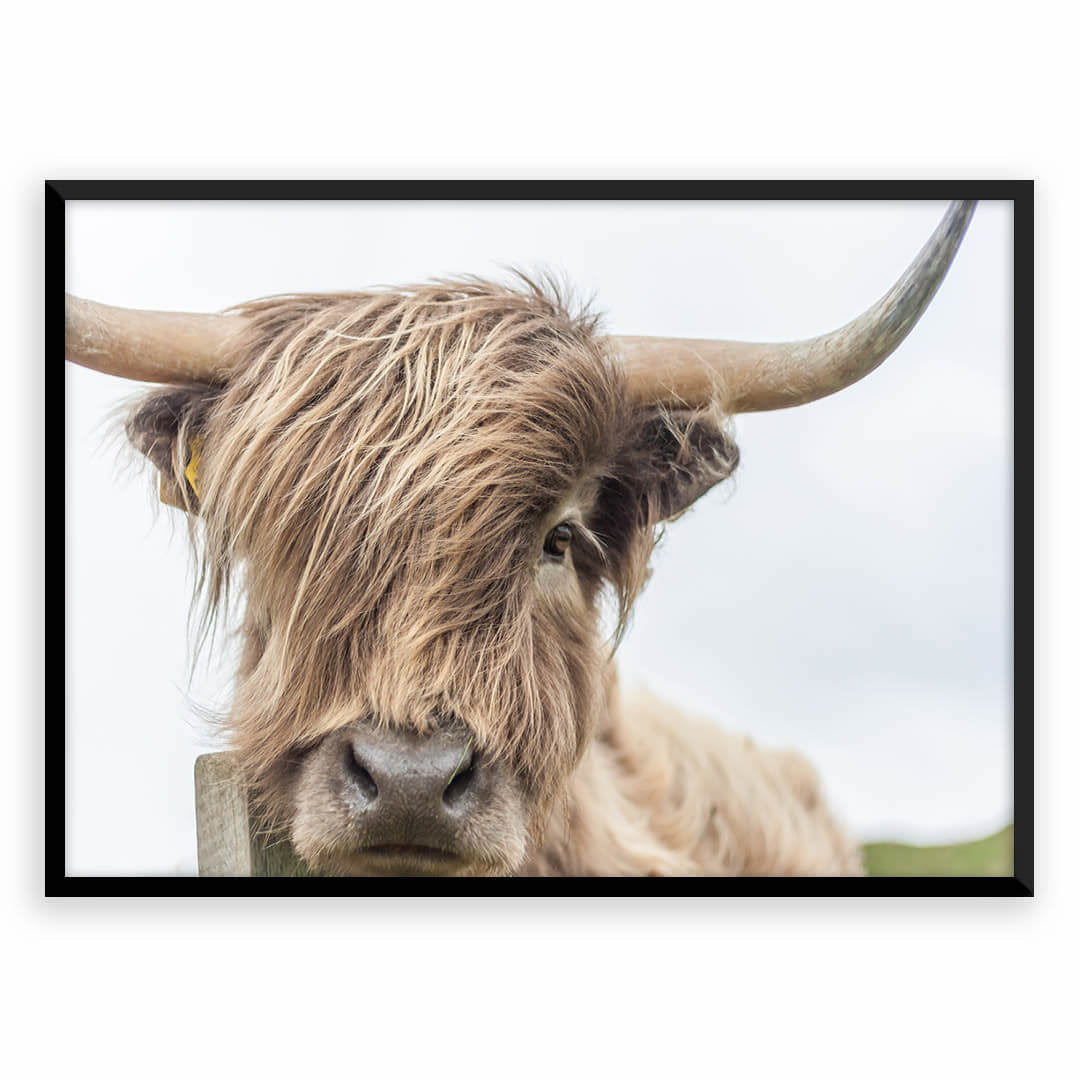 Cattle