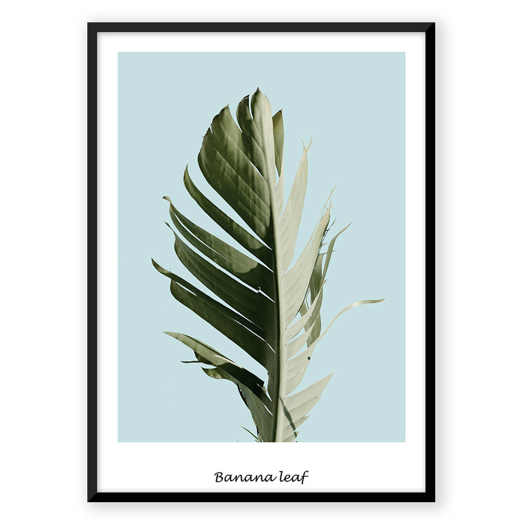 Banana Leaf