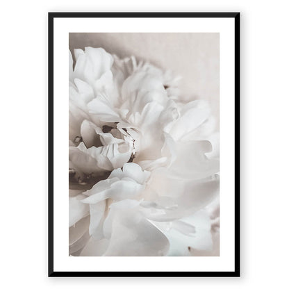 Petals