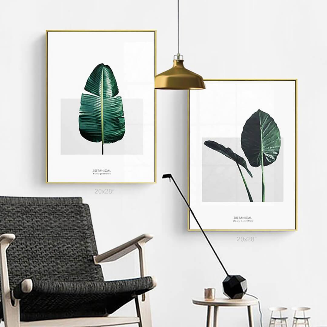 Alocasia Macrorrhizos