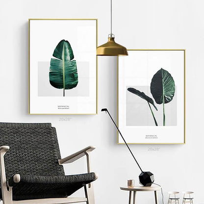 Alocasia Macrorrhizos