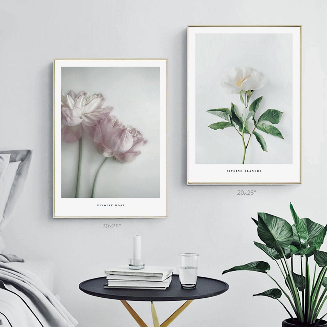Pivoine Blanche