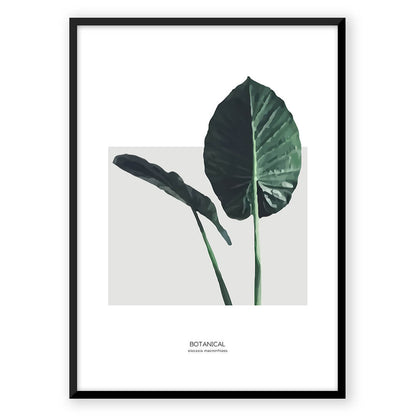 Alocasia Macrorrhizos