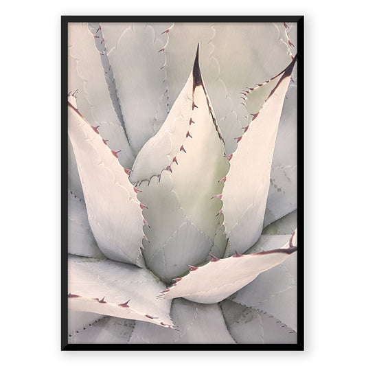 Agave