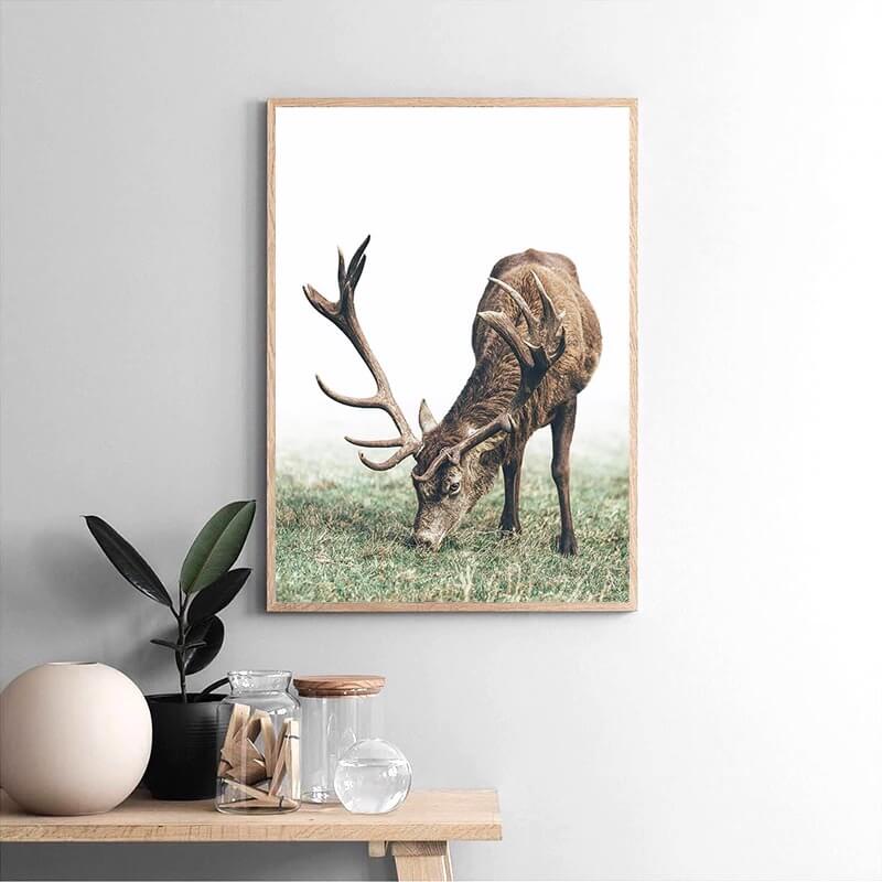 Mountain Deer