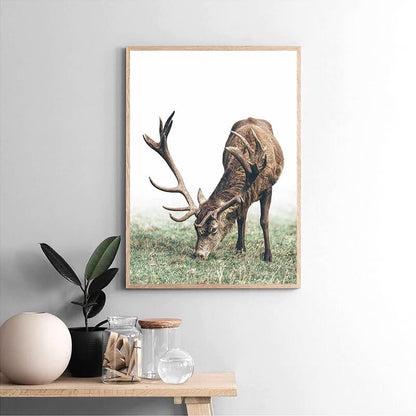 Mountain Deer