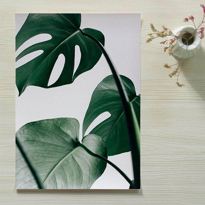 Tropical Monstera