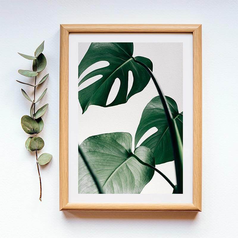 Tropical Monstera