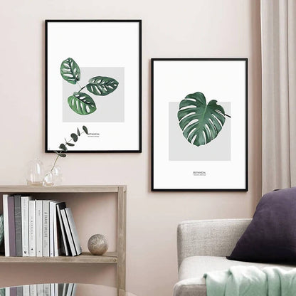 Monstera